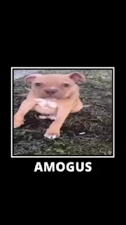 doggies 🐶  stiker 🤠