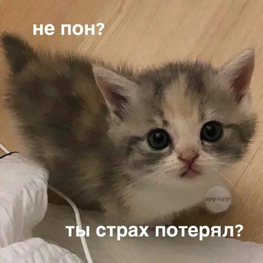 Telegram Sticker «Cats memes» 🤍