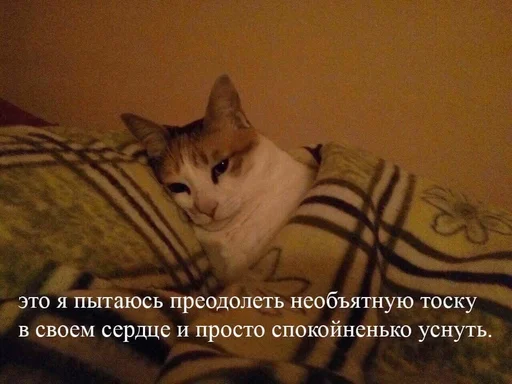 Telegram Sticker «Cats memes» 🤍