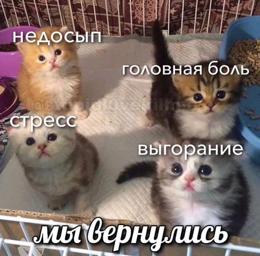 Telegram stiker «Cats memes» 🤍