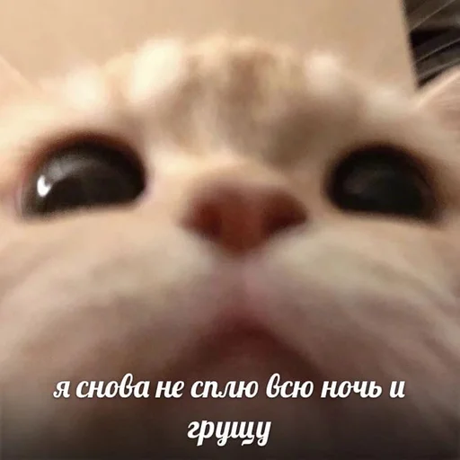 Cats memes sticker 🤍