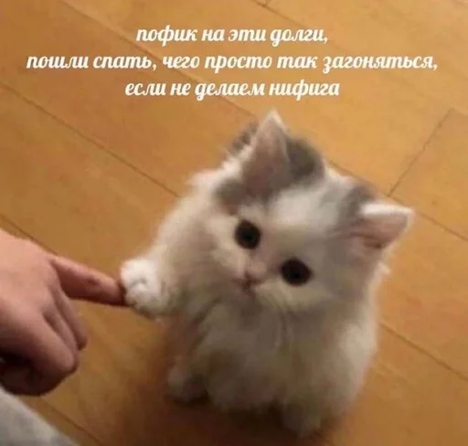 Стікер Telegram «Cats memes» 🤍