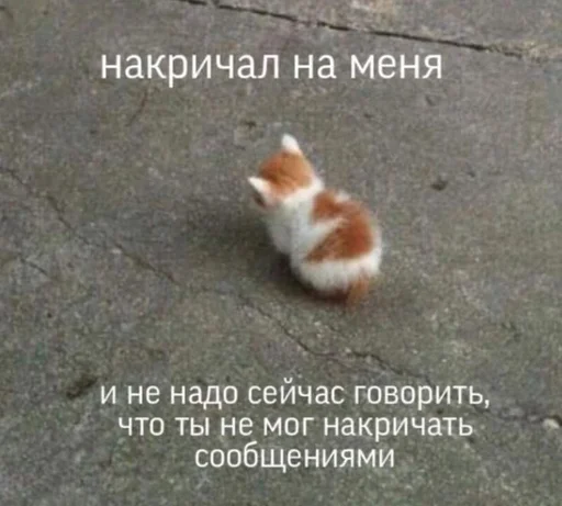 Стікер Telegram «Cats memes» 🤍