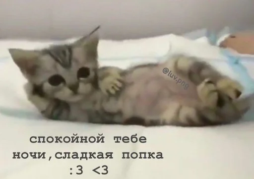 Стикер Telegram «Cats memes» 🤍