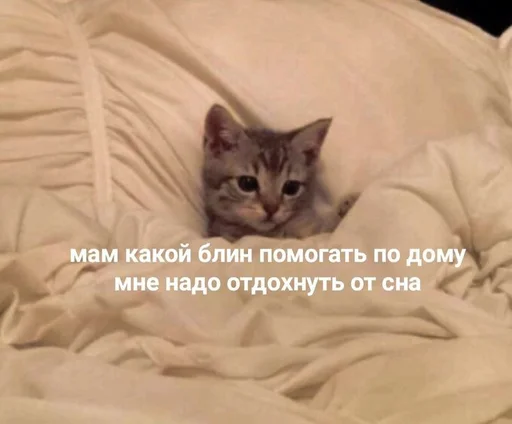 Стікер Cats memes 🤍