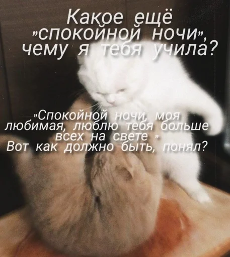 Cats memes stiker 🤍