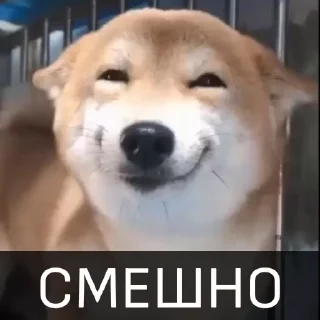Собака улыбака emoji 😀