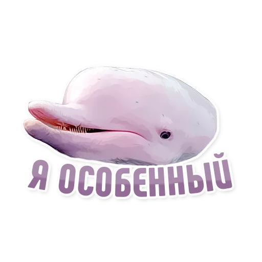 Telegram stiker «Дельфин под спайсом» 
