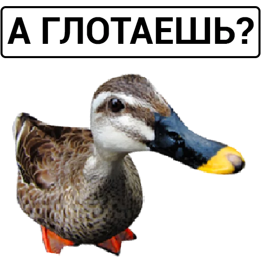 Telegram stiker «Злая утка» 