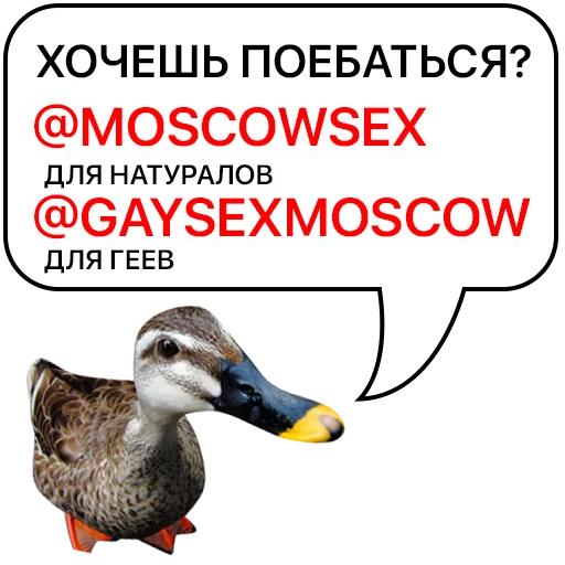 Стикер Telegram «Злая утка» 