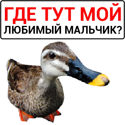 Telegram Sticker «Злая утка» 