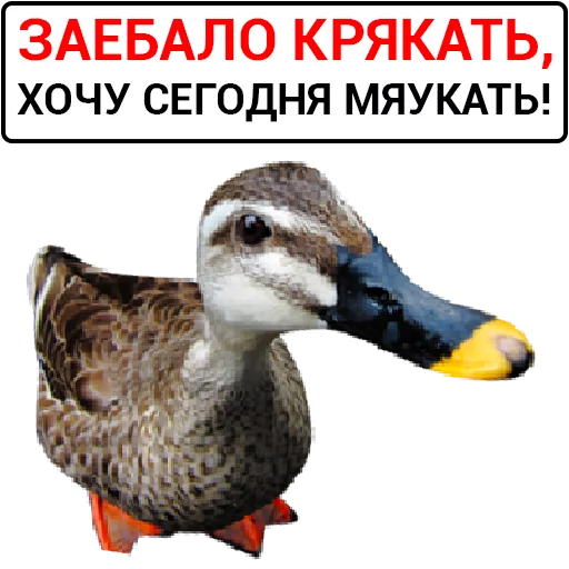 Telegram stiker «Злая утка» 🦆