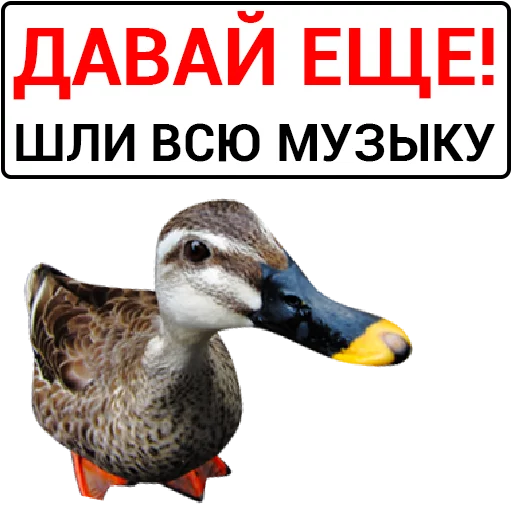 Telegram Sticker «Злая утка» 🙏