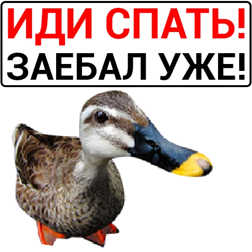 Telegram Sticker «Злая утка» 