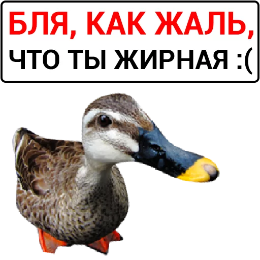 Telegram Sticker «Злая утка» 🦆