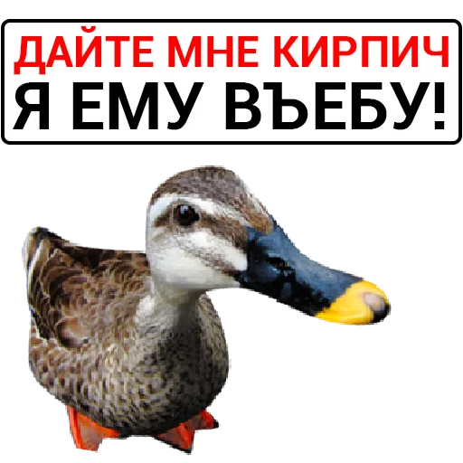 Telegram Sticker «Злая утка» 🦆