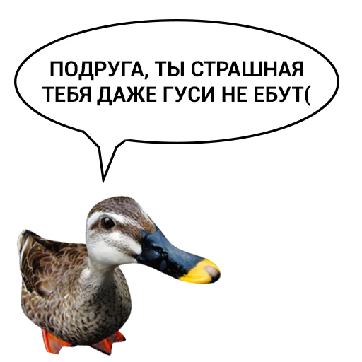 Telegram Sticker «Злая утка» 😏