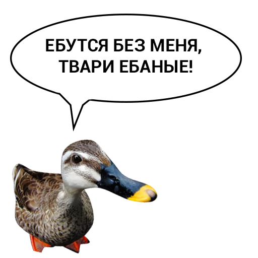 Telegram Sticker «Злая утка» 😭