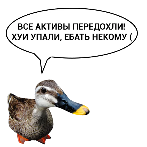 Telegram stiker «Злая утка» 