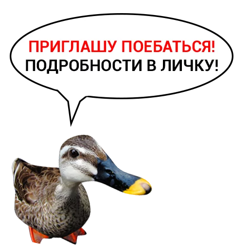 Telegram stiker «Злая утка» 😈