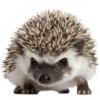 🦔 Сute hedgehog 🦔 emoji 🦔