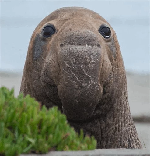Стікер Elephant seal 😐