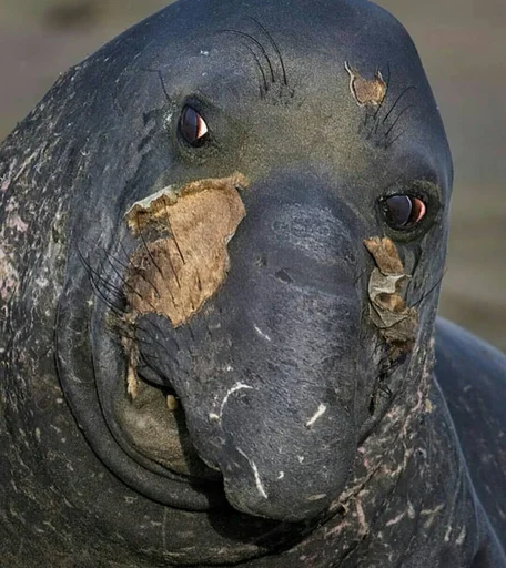 Elephant seal stiker 😐