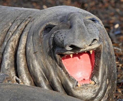 Elephant seal  emoji 😂