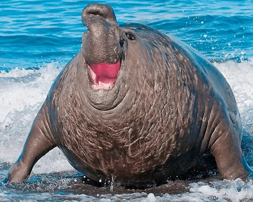 Elephant seal stiker 😂