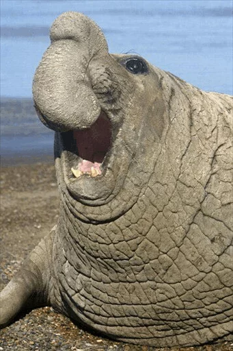Стикер Elephant seal  😂