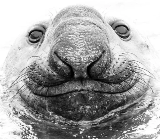 Elephant seal  emoji 😊