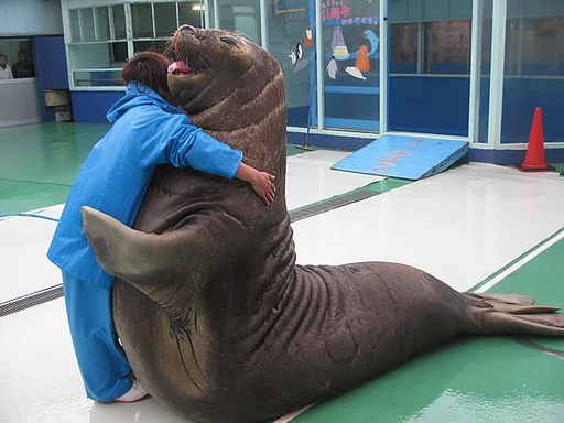 Стікер Elephant seal ❤️