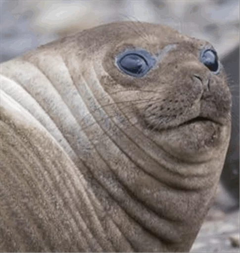 Стікер Elephant seal 😳