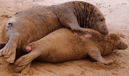 Стікер Elephant seal ❤️