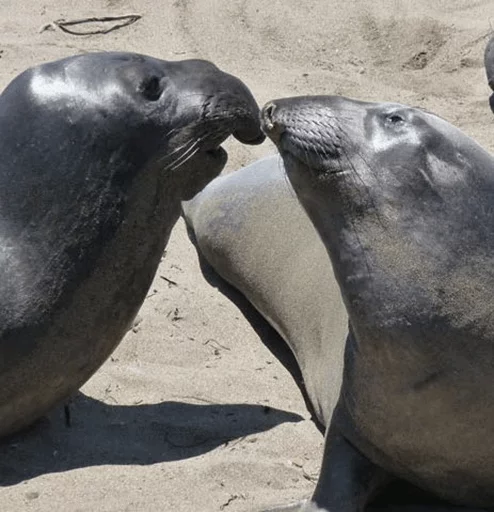 Стикер Elephant seal  ❤
