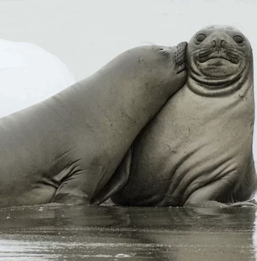Elephant seal stiker ❤