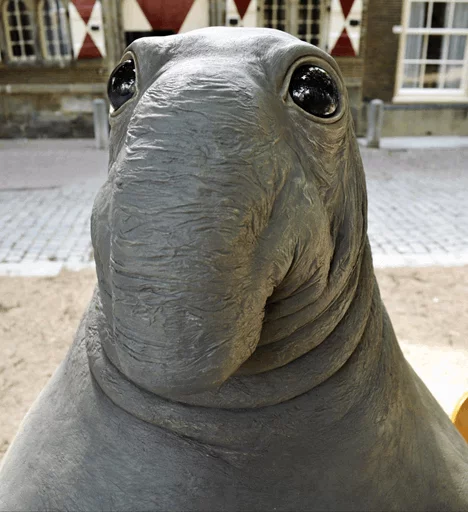 Стікер Telegram «Elephant seal» 😶