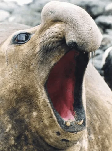 Стікер Elephant seal 😂