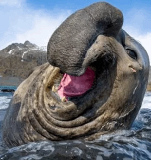 Telegram stiker «Elephant seal» 😂