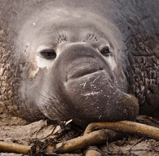 Стикер Elephant seal 😔