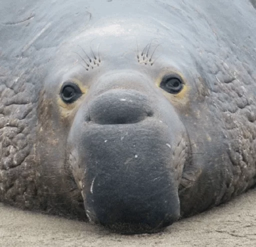 Стикер Elephant seal 😂
