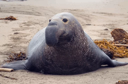 Стікер Elephant seal 😔