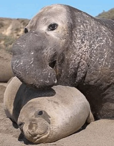 Стикер Elephant seal  ❤️