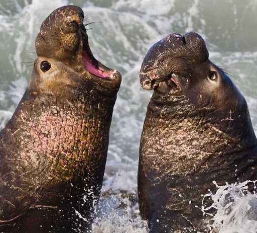 Стікер Elephant seal 😡