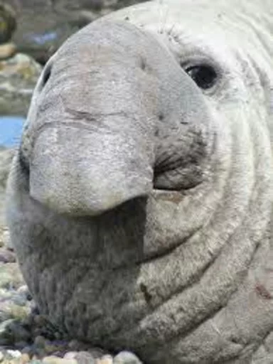 Стікер Elephant seal 😒