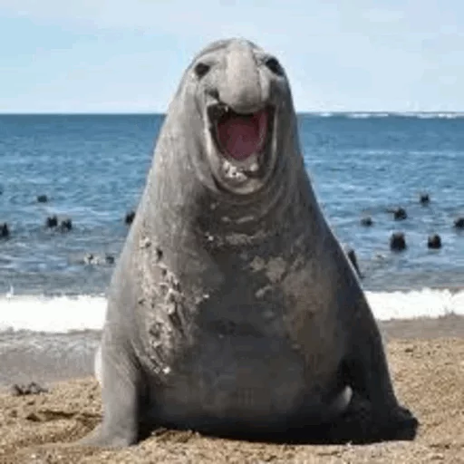 Telegram stiker «Elephant seal» 😂