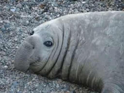 Elephant seal stiker 😞