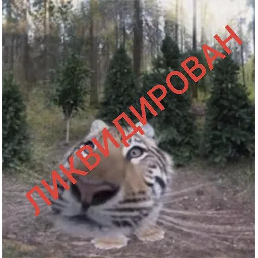 Стікер Тигр 🤨
