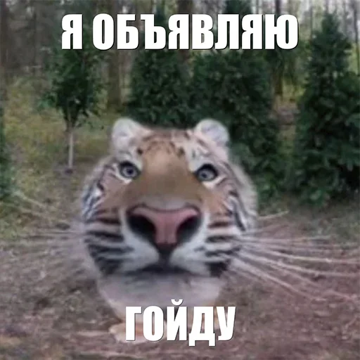 Стікер Telegram «Тигр» 🤔