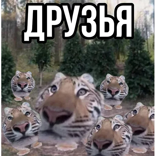 Стикер Telegram «Тигр» 🤔